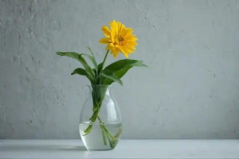 A yellow gerbera daisy in a glass vase with water on a gray surface.