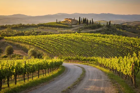 Winding dirt road through green vineyards leading to a stone villa on a hill at sunset